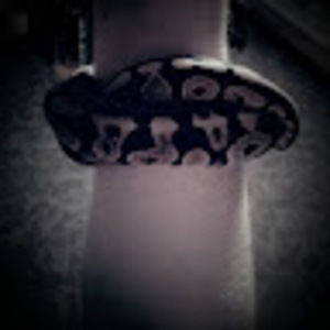 Meet your Posher, Westly